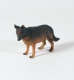 Hund