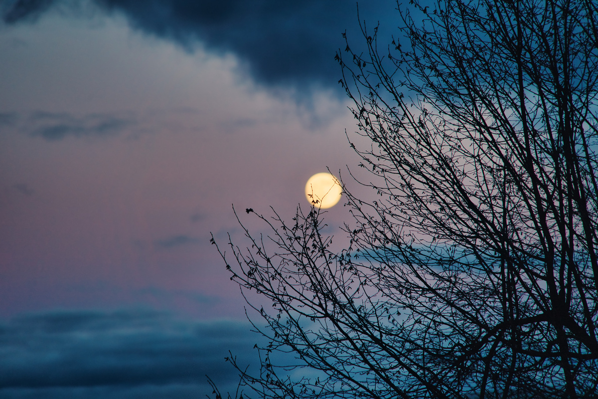 Silhouette eines Baumes dahinter strahlt der Mond