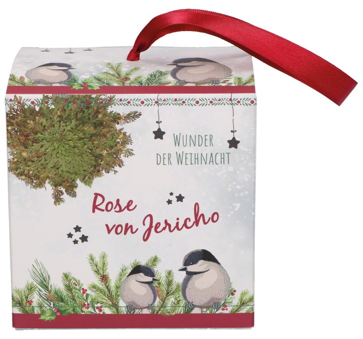 Rose von Jericho - Wunder der Weihnacht