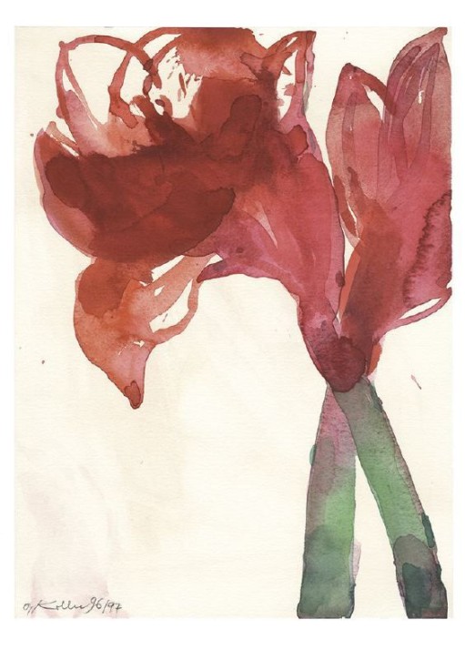 Amaryllis