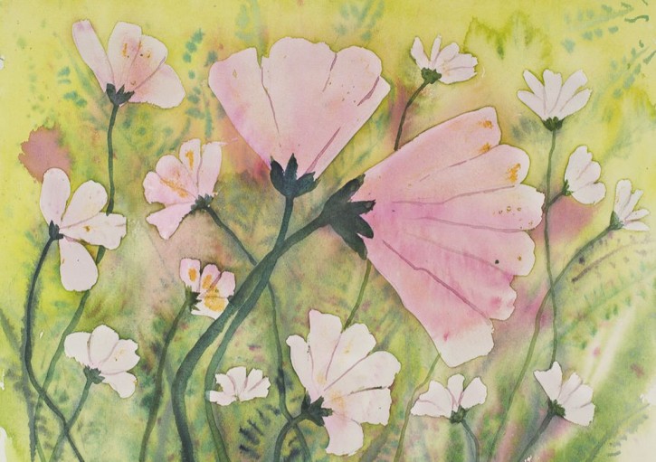 Pinke Cosmea