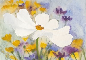 Cosmea