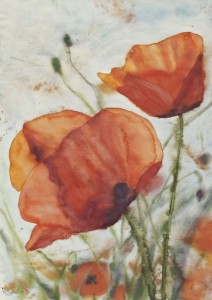 Leuchtender Mohn