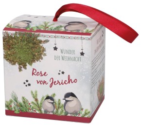 Rose von Jericho - Wunder der Weihnacht