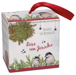 Rose von Jericho - Wunder der Weihnacht