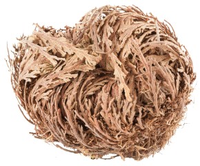 Rose von Jericho - Wunder der Weihnacht