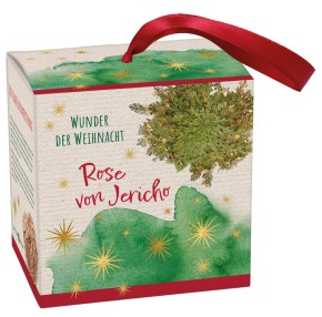 Rose von Jericho - Wunder der Weihnacht