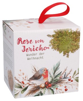 Rose von Jericho - Wunder der Weihnacht