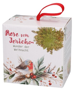 Rose von Jericho - Wunder der Weihnacht