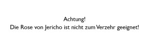 Rose von Jericho - Wunder der Weihnacht
