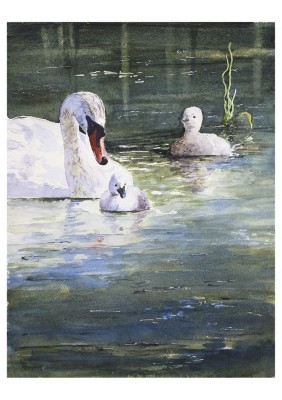 Schwanenaquarell