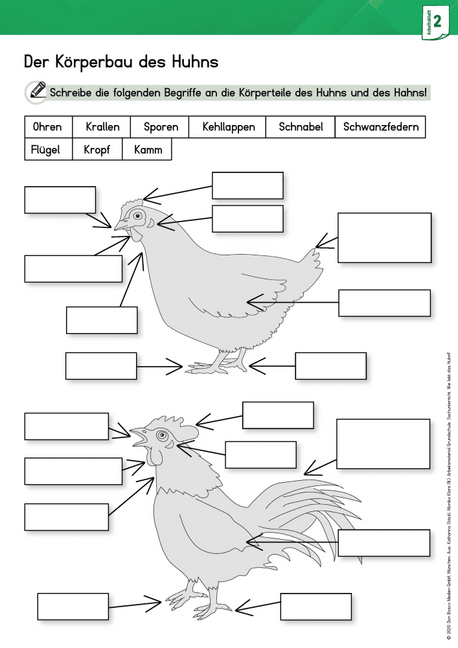 Arbeitsmaterial Grundschule. Sachunterricht: Wie lebt das Huhn?, m. 1 Beilage