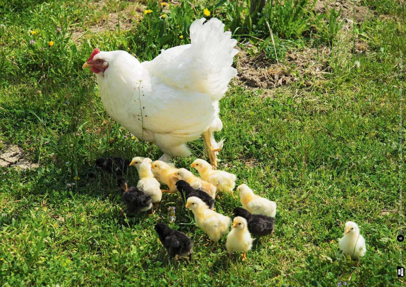 Huhn, Schwein und Kuh. Tiere auf dem Bauernhof. Kamishibai Bildkarten und Memospiel