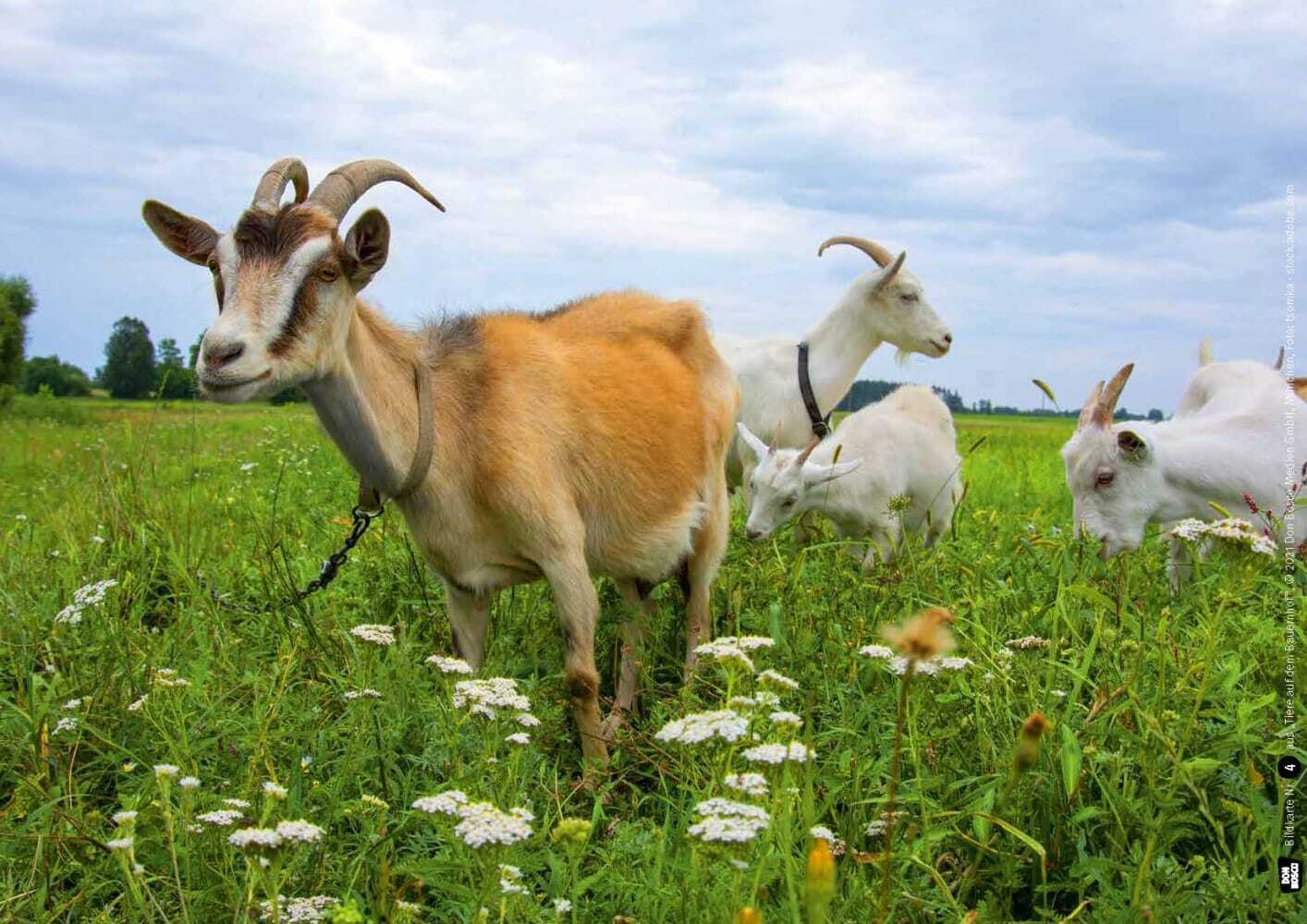 Huhn, Schwein und Kuh. Tiere auf dem Bauernhof. Kamishibai Bildkarten und Memospiel