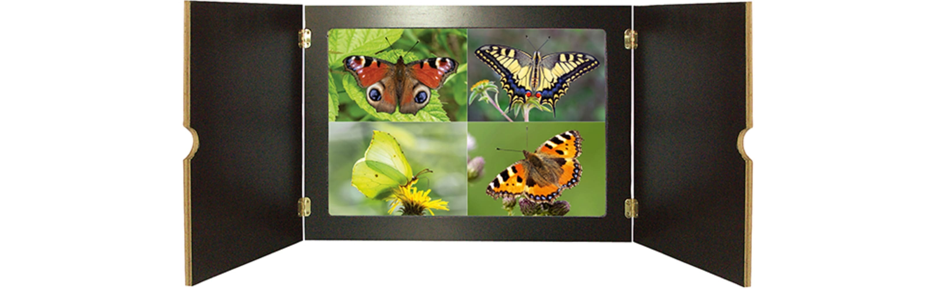 Ameise, Biene und Schmetterling. Unsere Insekten. Kamishibai Bildkarten und Memo-Spiel
