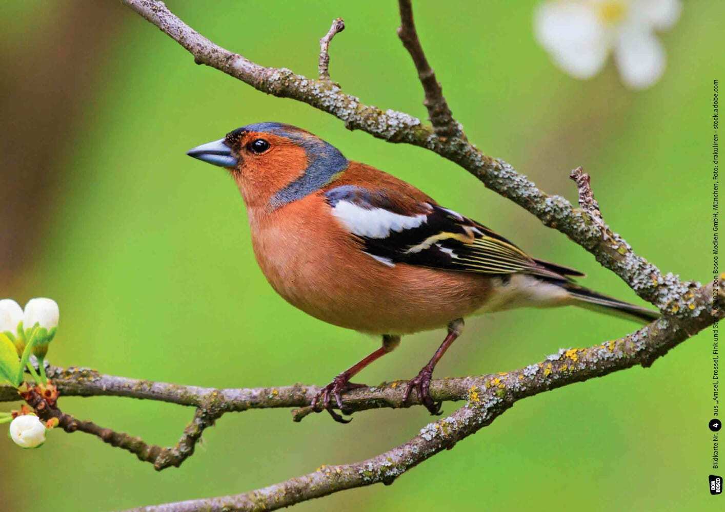 Amsel, Drossel, Fink und Star. Die Vögel in unserem Garten. Kamishibai Bildkarten und Memo-Spiel